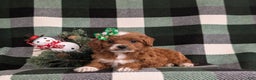 Cavapoo dogs for sale: Annaliese Hypoallergenic - Ad 7
