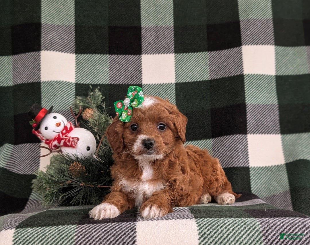 Cavapoo dogs for sale: Annaliese Hypoallergenic - Ad 7
