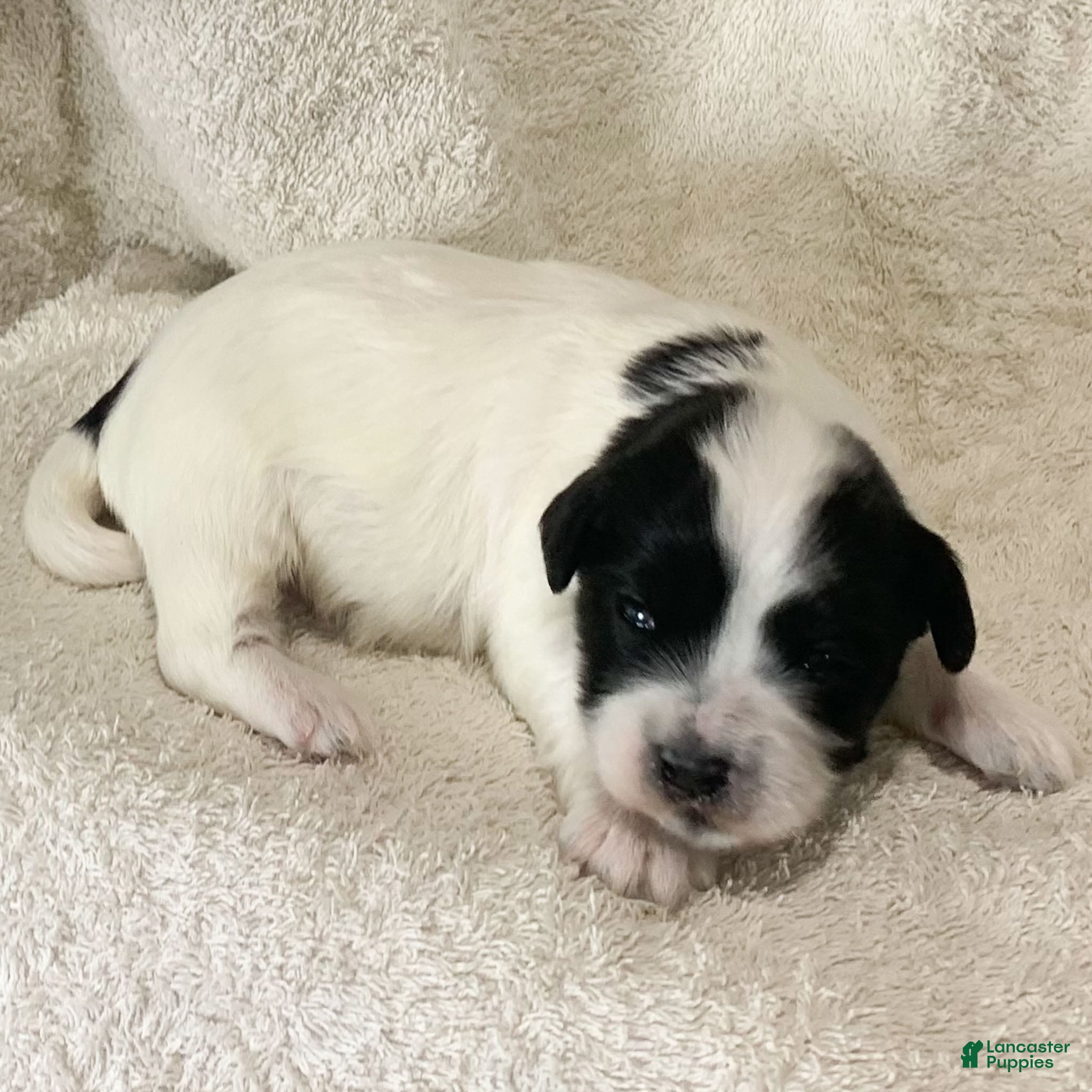 Havanese dogs Alex Havanese Puppy  - Ad 1