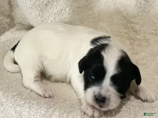 Havanese dogs for sale: Alex Havanese Puppy - Ad 1