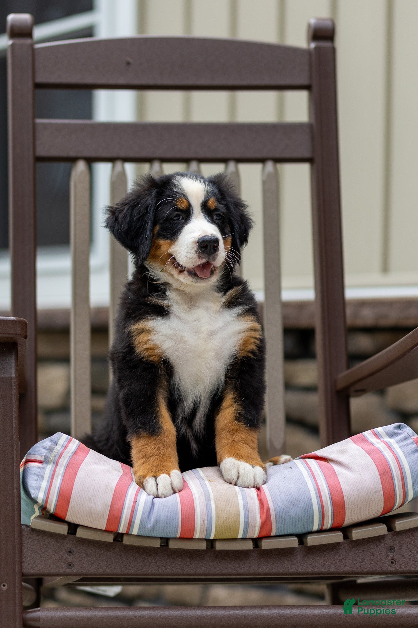 Bernese Mountain Dog dogs Renee - Ad 2