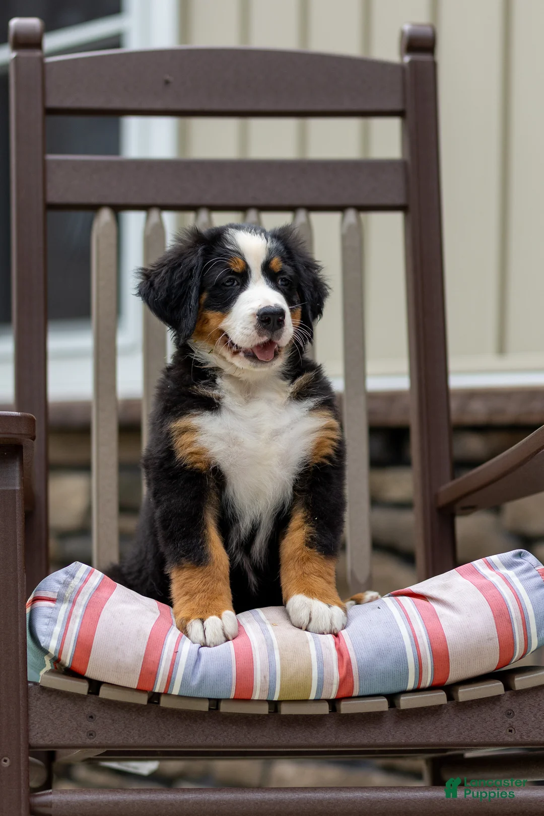 Bernese Mountain Dog dogs for sale: Renee - Ad 2