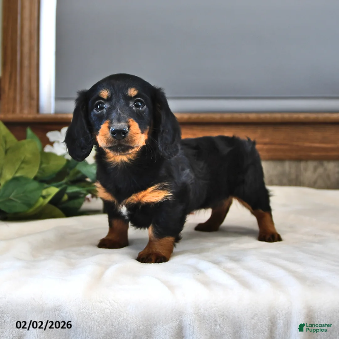 Miniature Dachshund dogs for sale: Buttercup - Ad 3