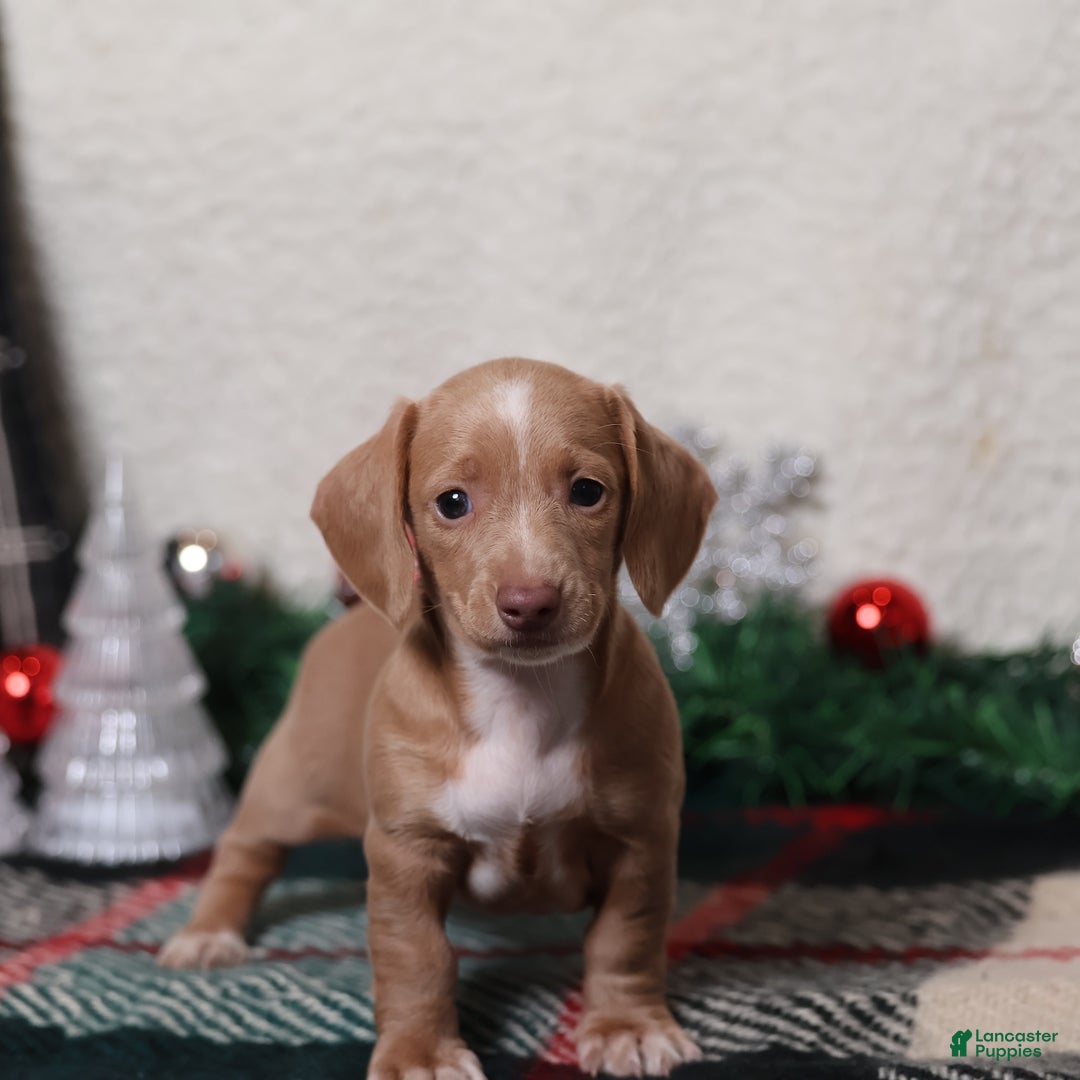 Dachshund dogs for sale: Daphne - Ad 11