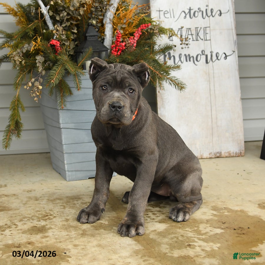 Cane Corso dogs Gia - Ad 2