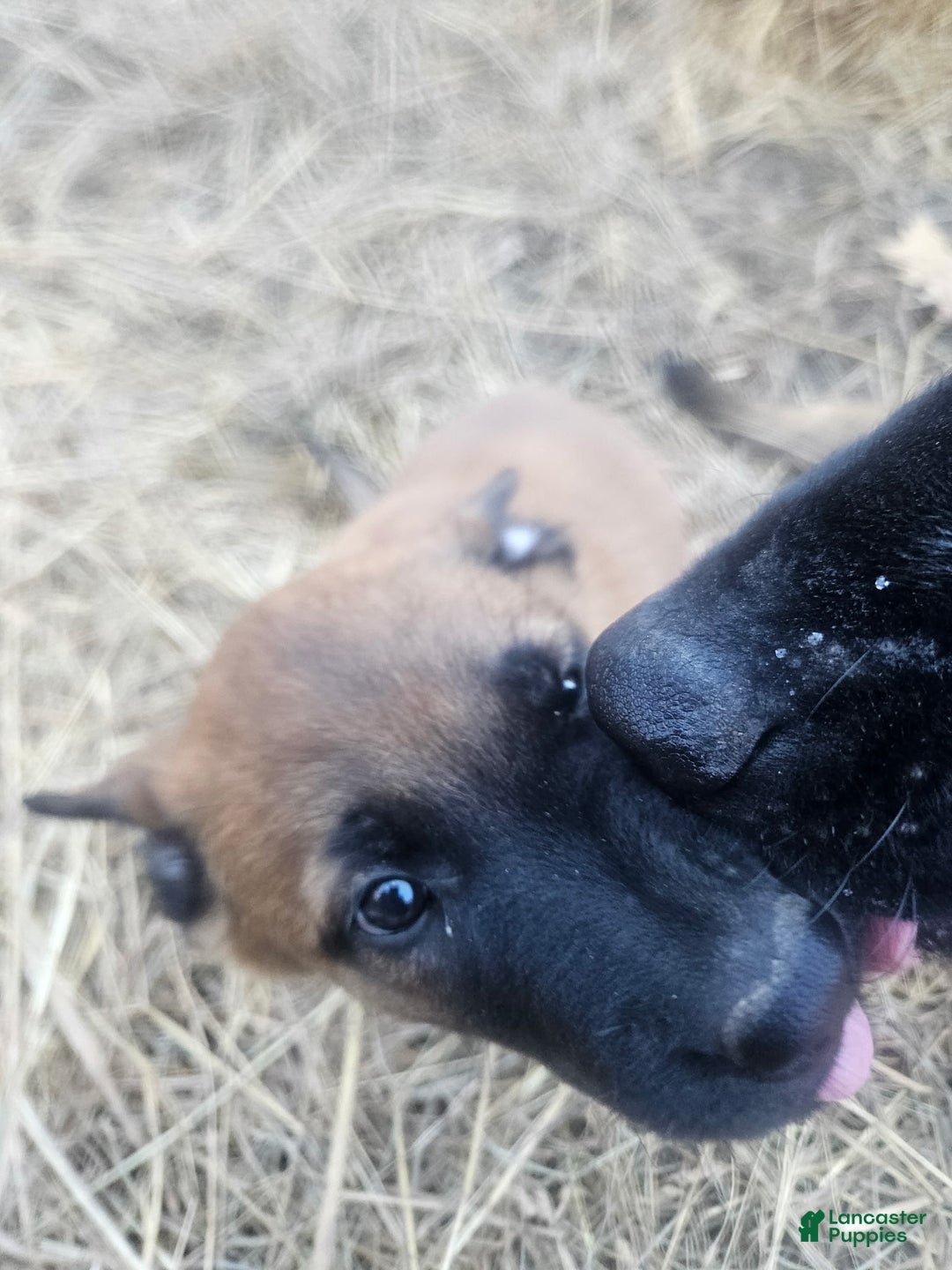 Belgian Malinois dogs for sale: Dark Green  - Ad 7
