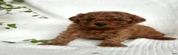 Mini Goldendoodle dogs for sale: Mini Goldendoodle 3 - Ad 3