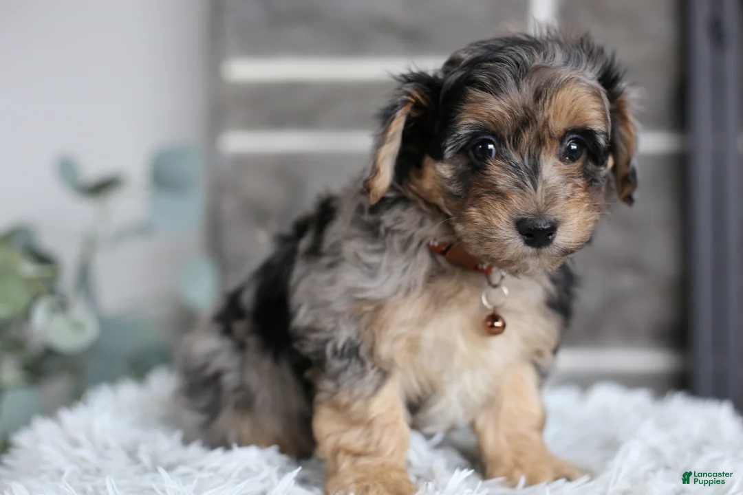 Maltipoo dogs for sale: Pebbles - Ad 5