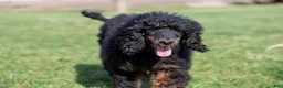 Bernedoodle dogs for sale: Olympic - Ready Now! - Ad 37