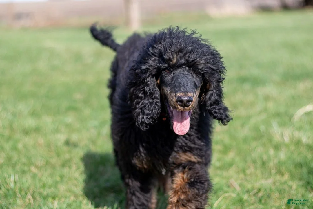 Bernedoodle dogs for sale: Olympic - Ready Now! - Ad 37