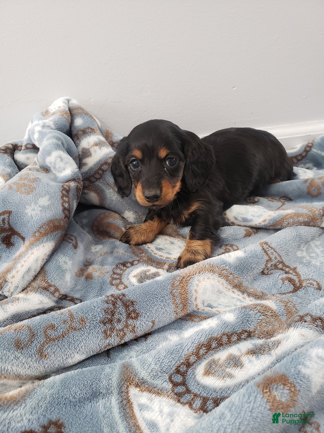 Miniature Dachshund dogs for sale: Theo - Ad 13