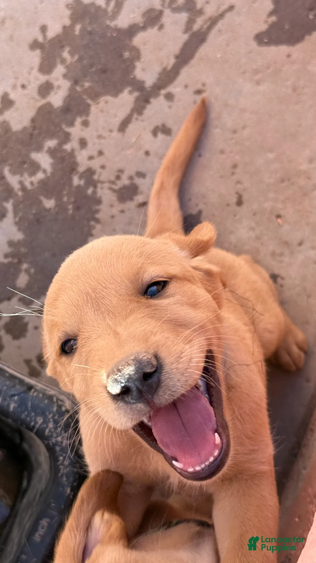 Goldador dogs for sale: Goldador Puppy 1 - Ad 1