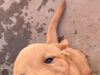 Goldador dogs Goldador Puppy 1 - Ad 5