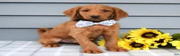 Labradoodle dogs for sale: Cooper  - Ad 7