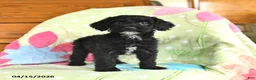 Mini Goldendoodle dogs for sale: Kelsey - Ad 5