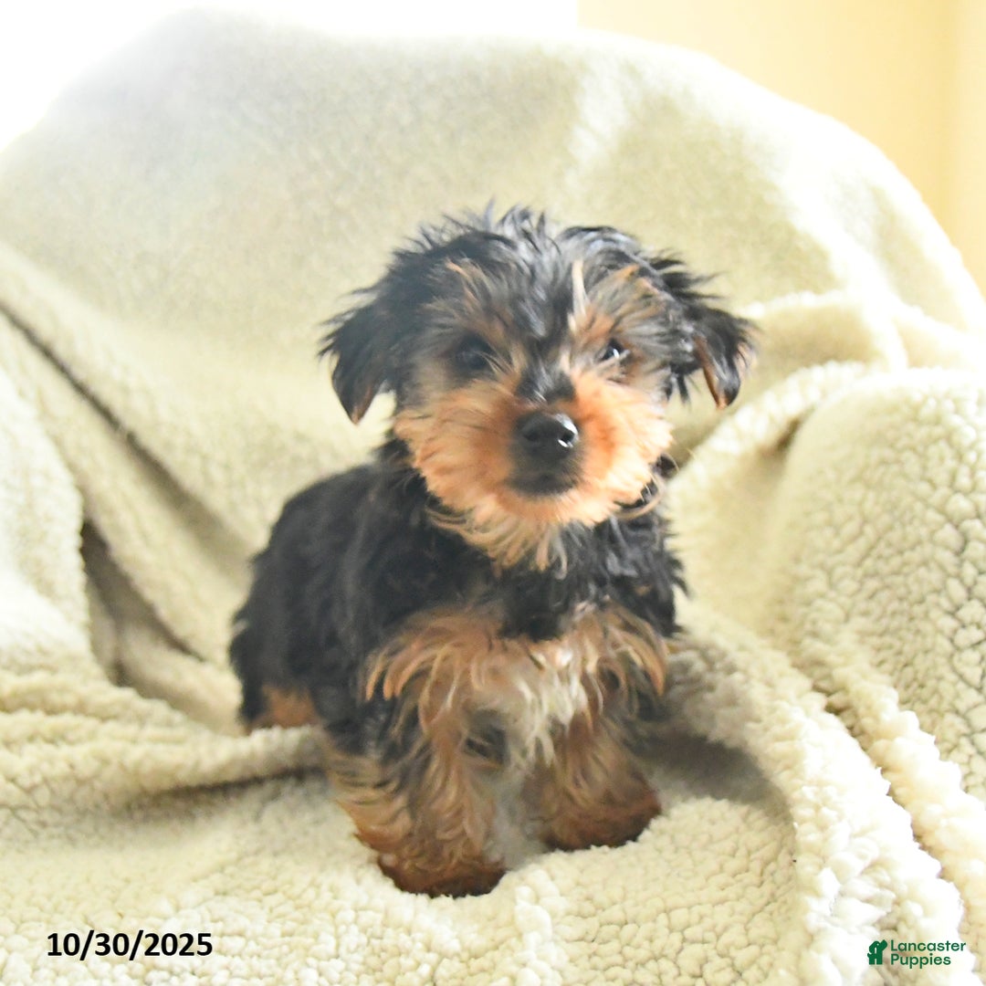 Yorkshire Terrier dogs for sale: Sarge - Ad 2