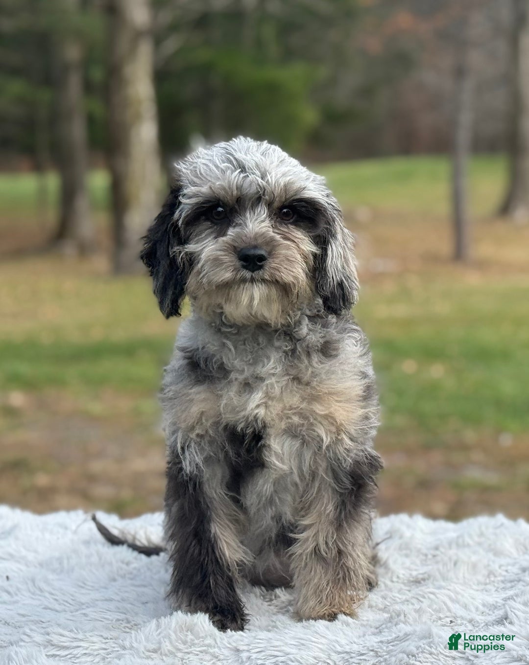 Cavapoo dogs for sale: Sasha - Ad 2