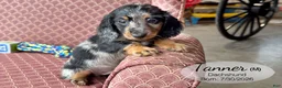 Dachshund dogs for sale: Tanner - Ad 1