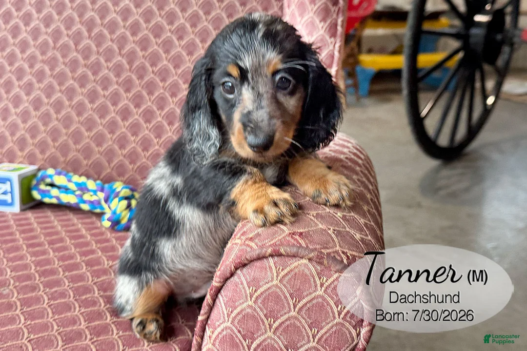 Dachshund dogs for sale: Tanner - Ad 1