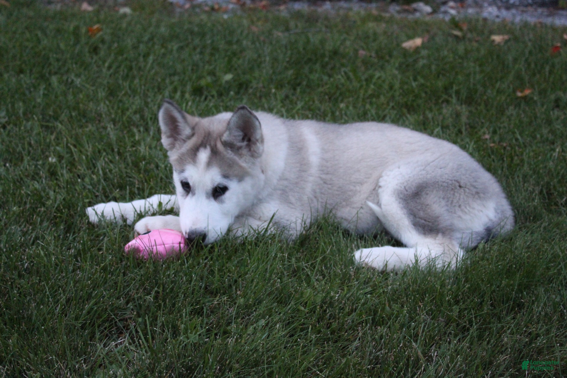 Alaskan Malamute dogs Stormy - Ad 2