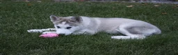 Alaskan Malamute dogs for sale: Stormy - Ad 2