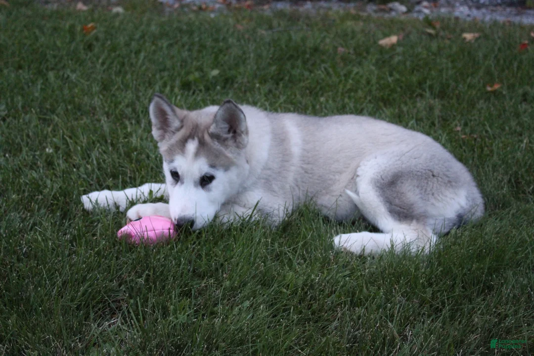 Alaskan Malamute dogs for sale: Stormy - Ad 2