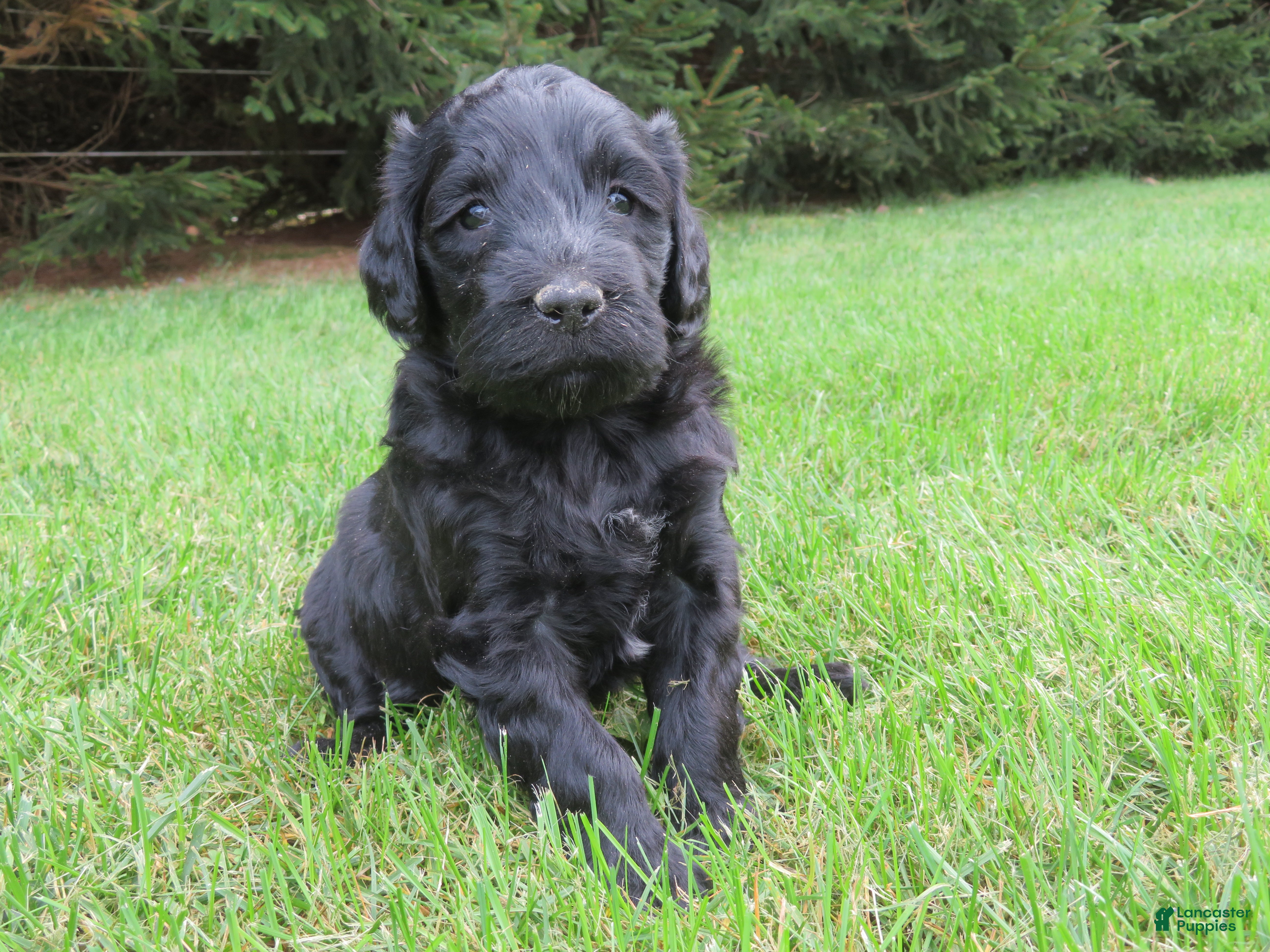 Mixed Breed dogs for sale: Marley - Ad 3