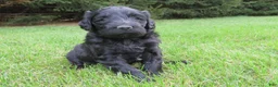 Mixed Breed dogs for sale: Marley - Ad 1