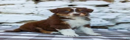 Australian Shepherd dogs for sale: Mister - Ad 4
