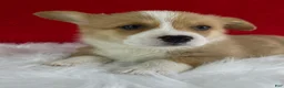Welsh Corgi Pembroke dogs for sale: Thor - Ad 5