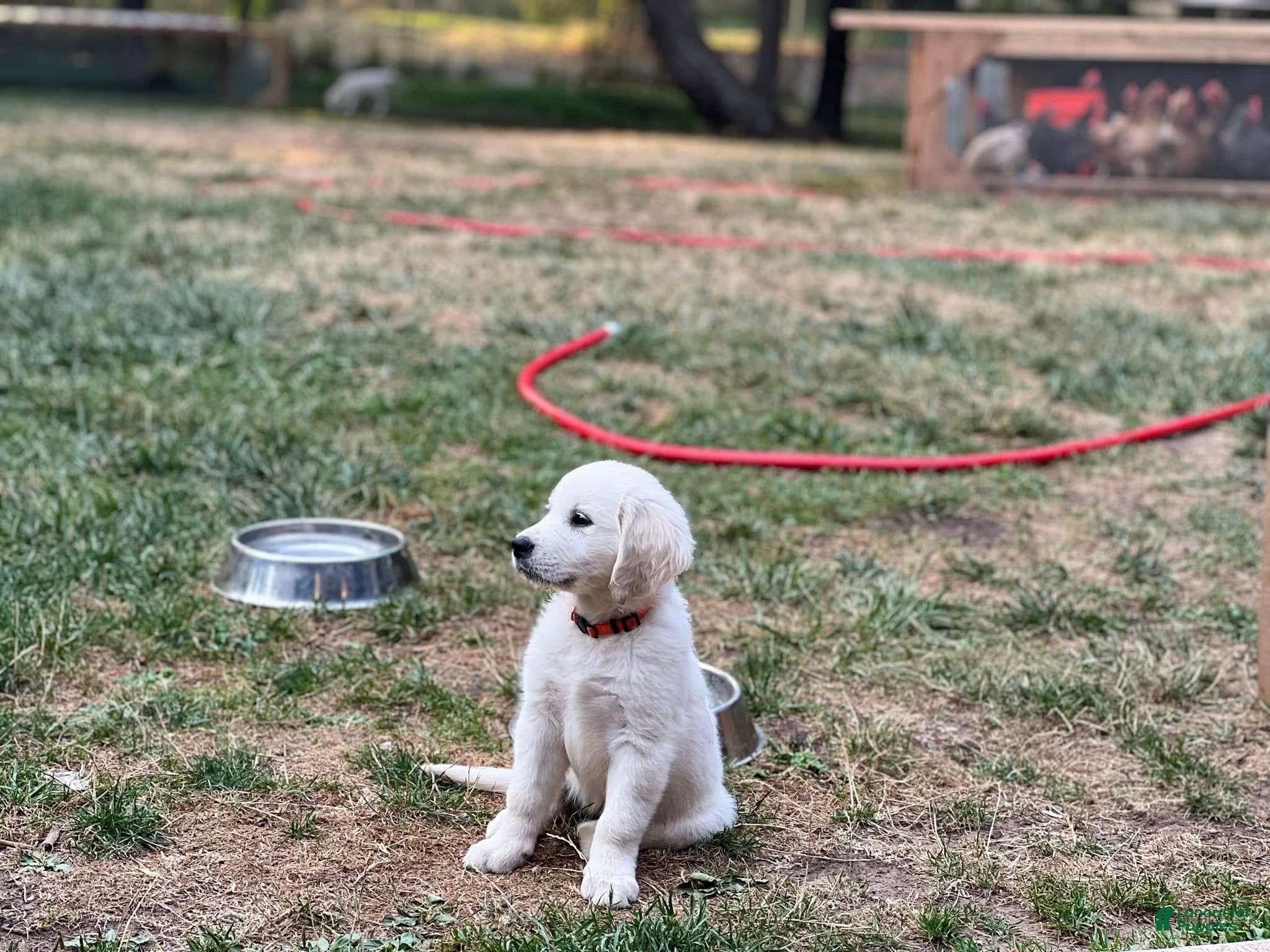 Golden Retriever dogs Girl 2 - Ad 2