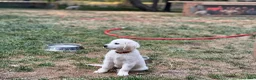 Golden Retriever dogs for sale: Girl 2 - Ad 2