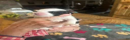 Sheepadoodle dogs for sale: John  - Ad 7