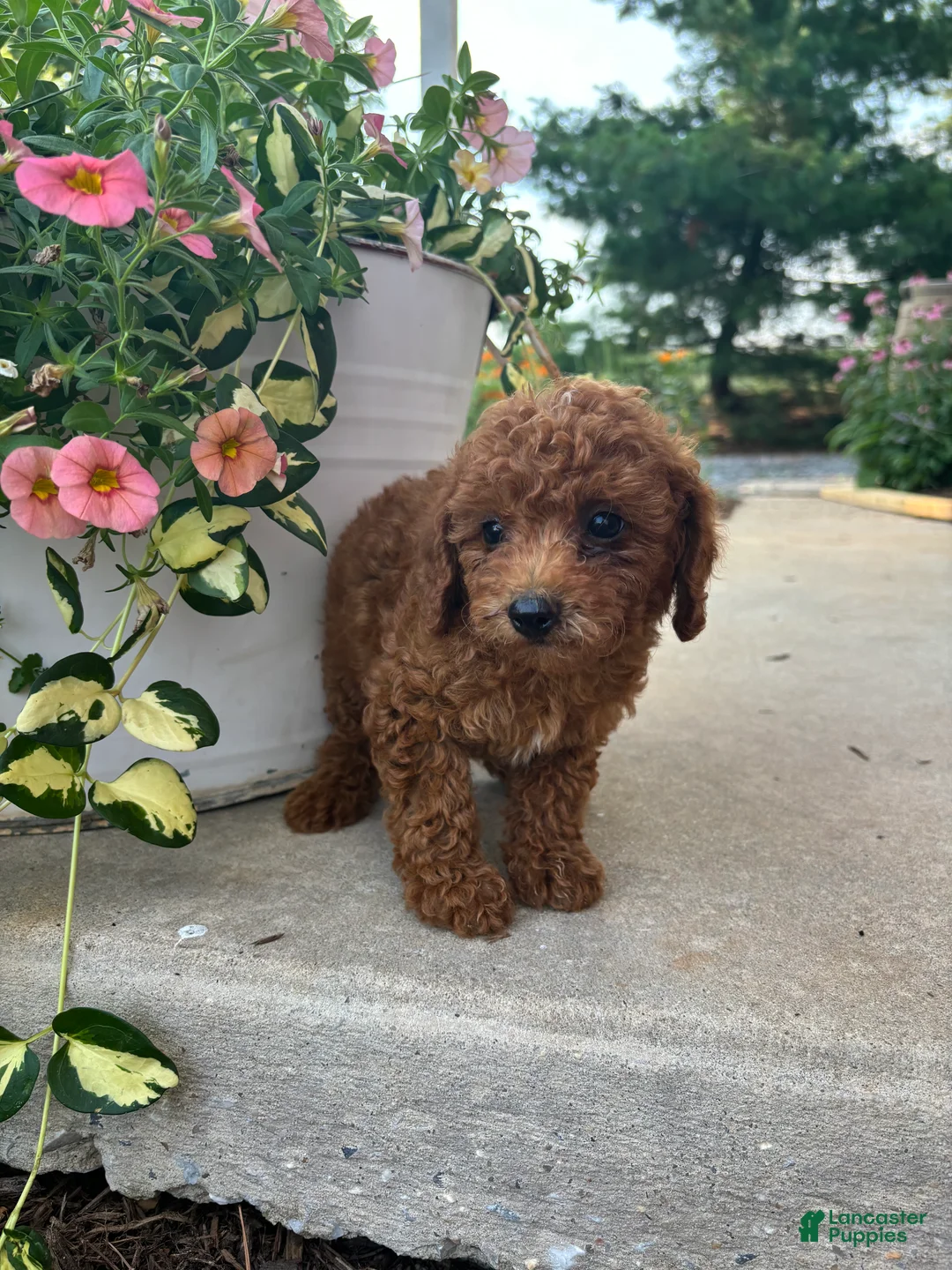 Bichpoo dogs for sale: Honey - Ad 2