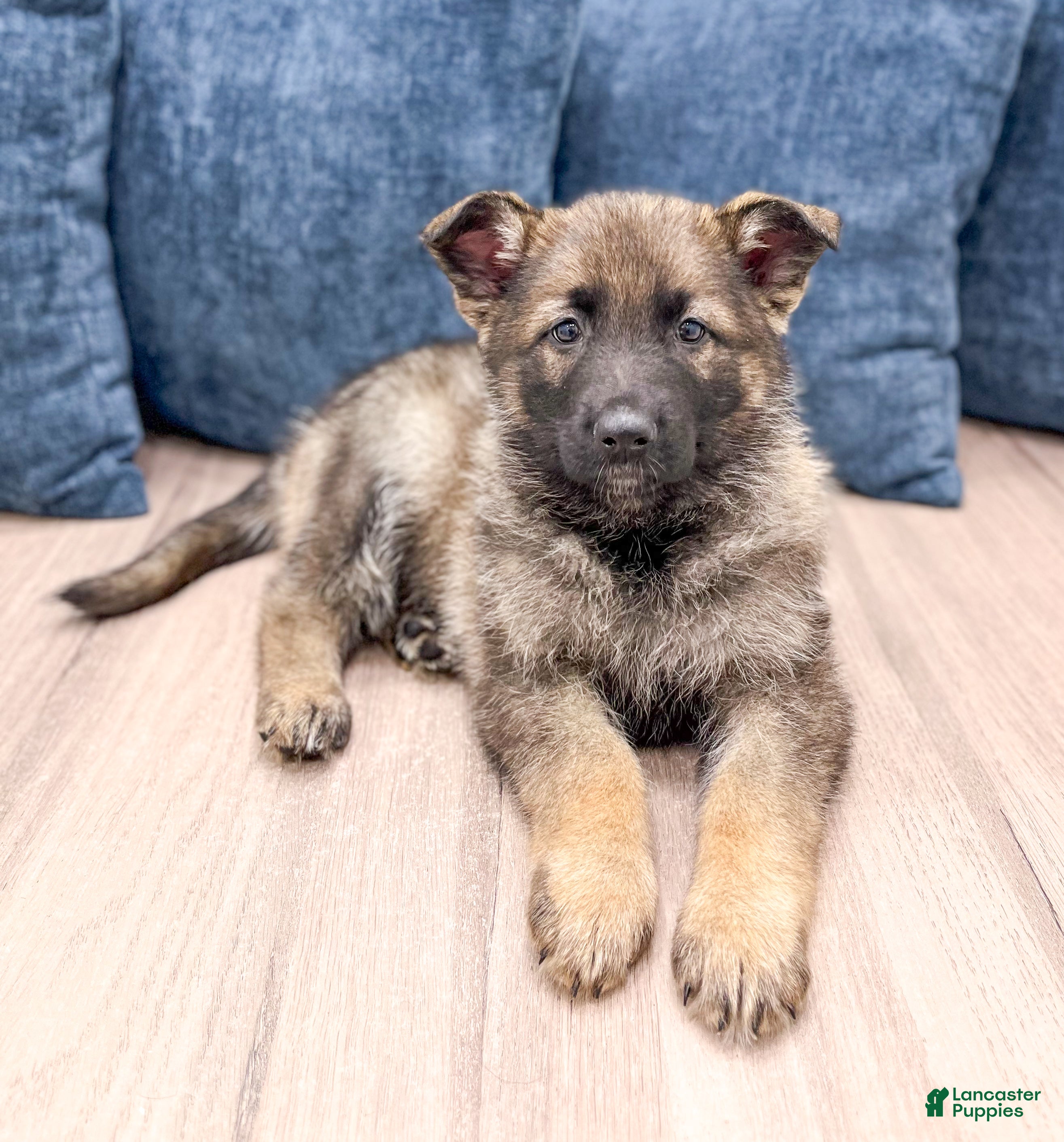 German Shepherd dogs Biffy - Ad 1