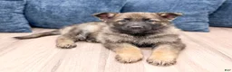German Shepherd dogs for sale: Biffy - Ad 2