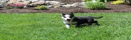 Siberian Husky dogs for sale: Luna - Ad 6