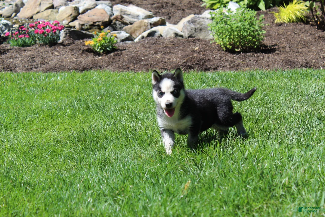 Siberian Husky dogs for sale: Luna - Ad 6