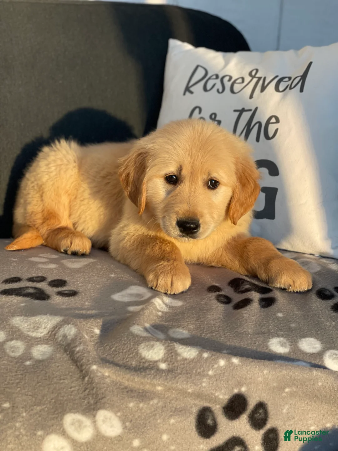 Golden Retriever dogs for sale: Sophie - Ad 2