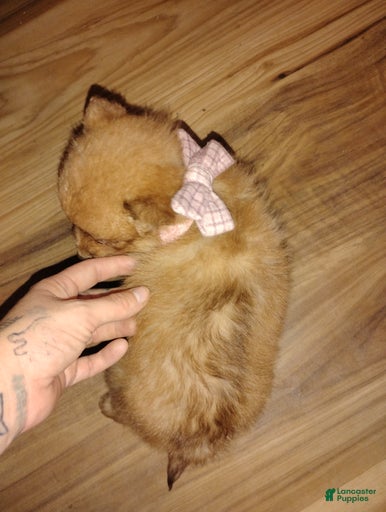 Gallery Image {{count}}