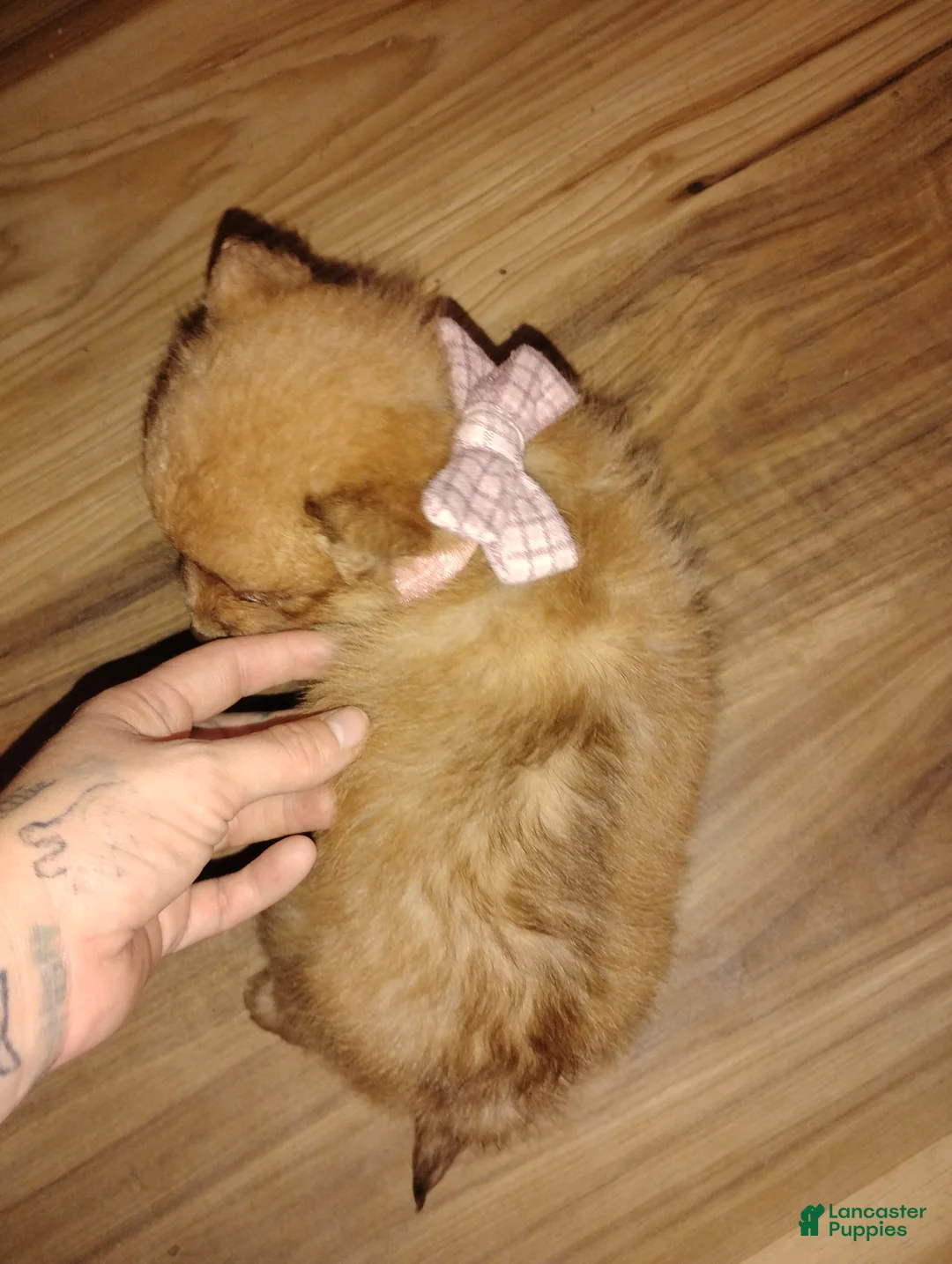 Gallery Image {{count}}