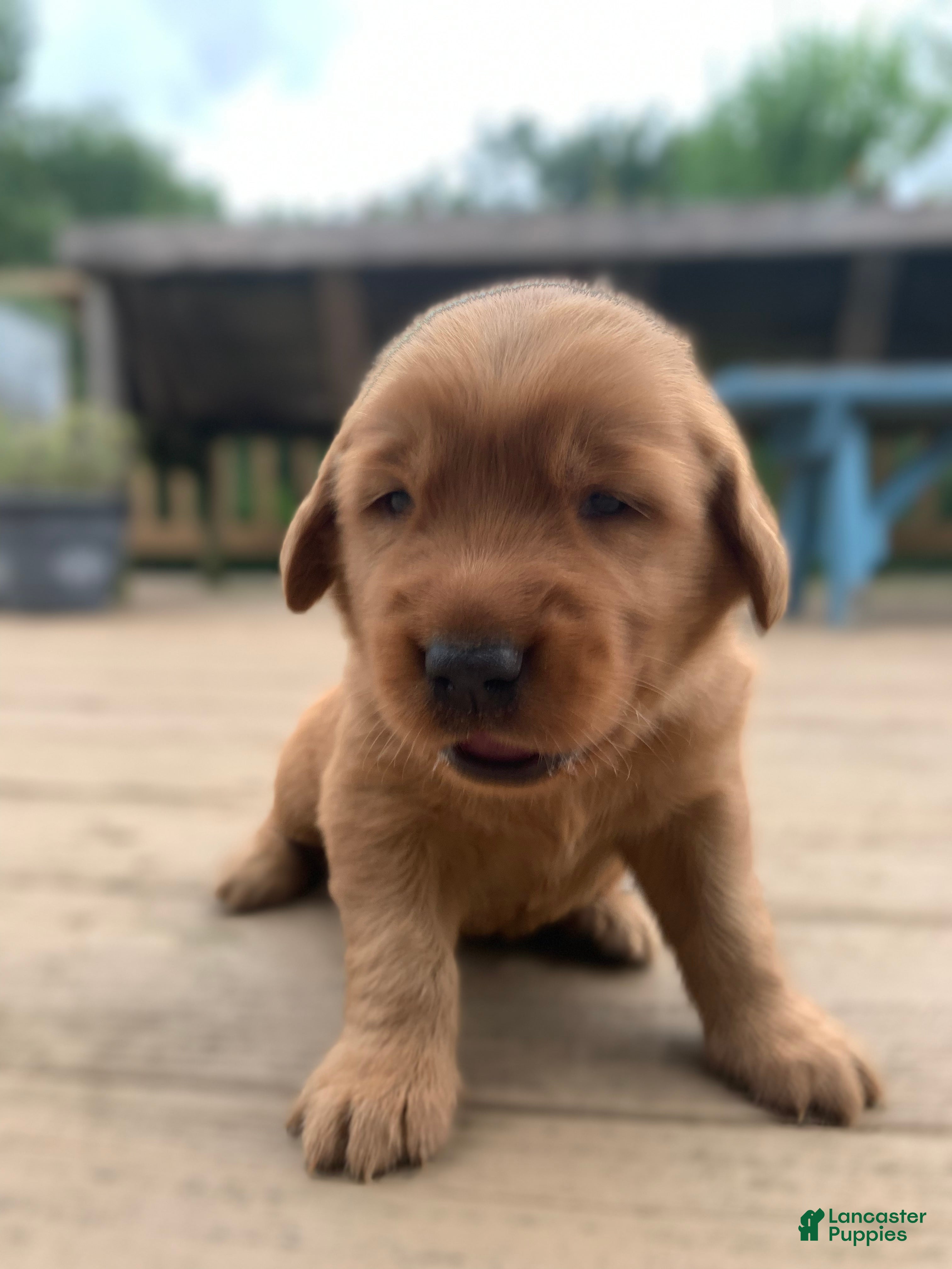 Golden Retriever dogs Aspen - Ad 1