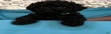 Zen