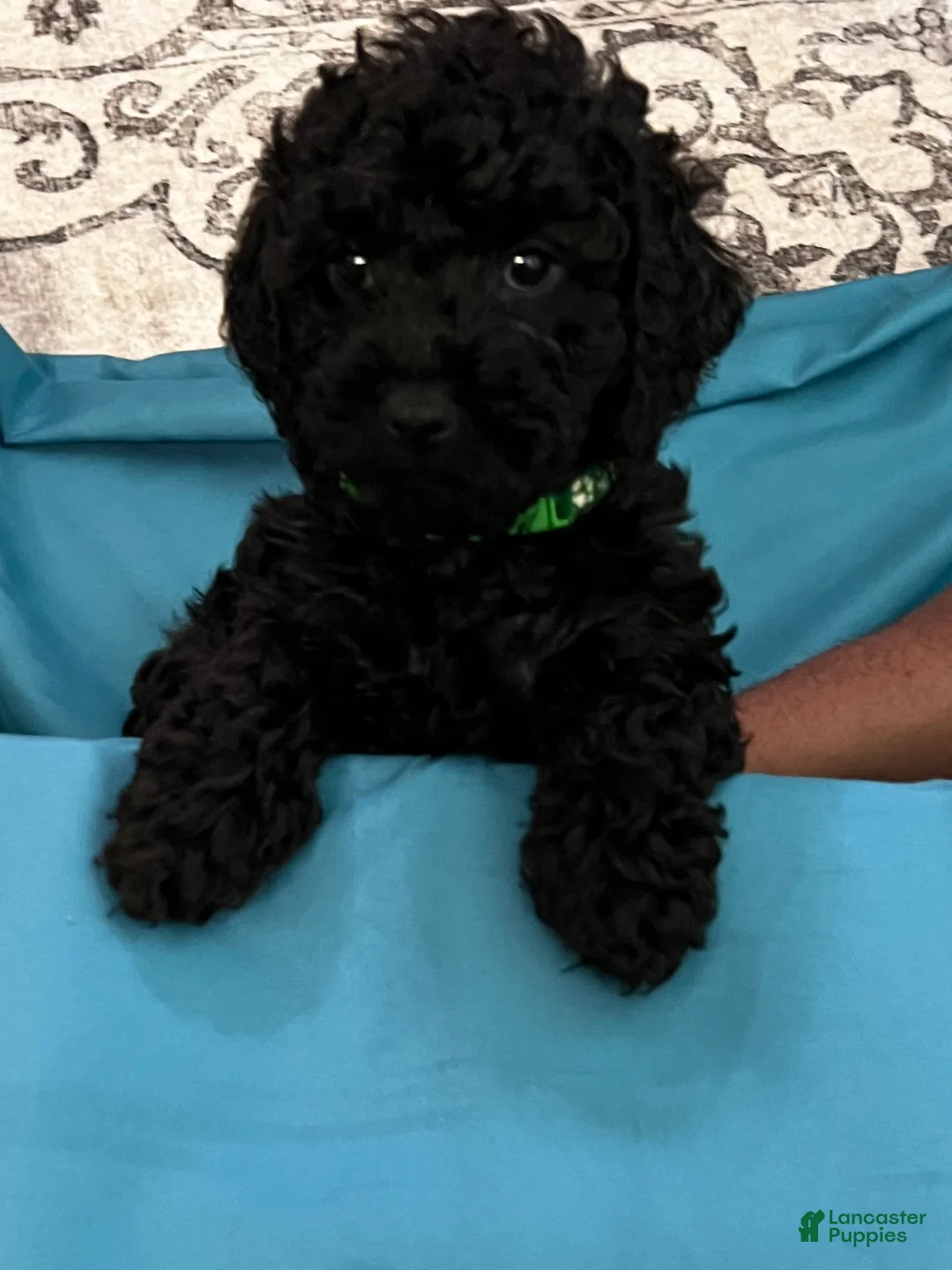 Cockapoo dogs for sale: Zen - Ad 1
