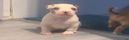 American Bully dogs for sale: American Bully 7 - Ad 3