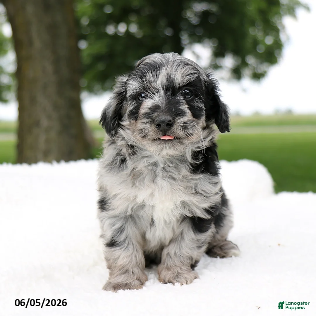 Mini Aussiedoodle dogs for sale: Pluto - Ad 2