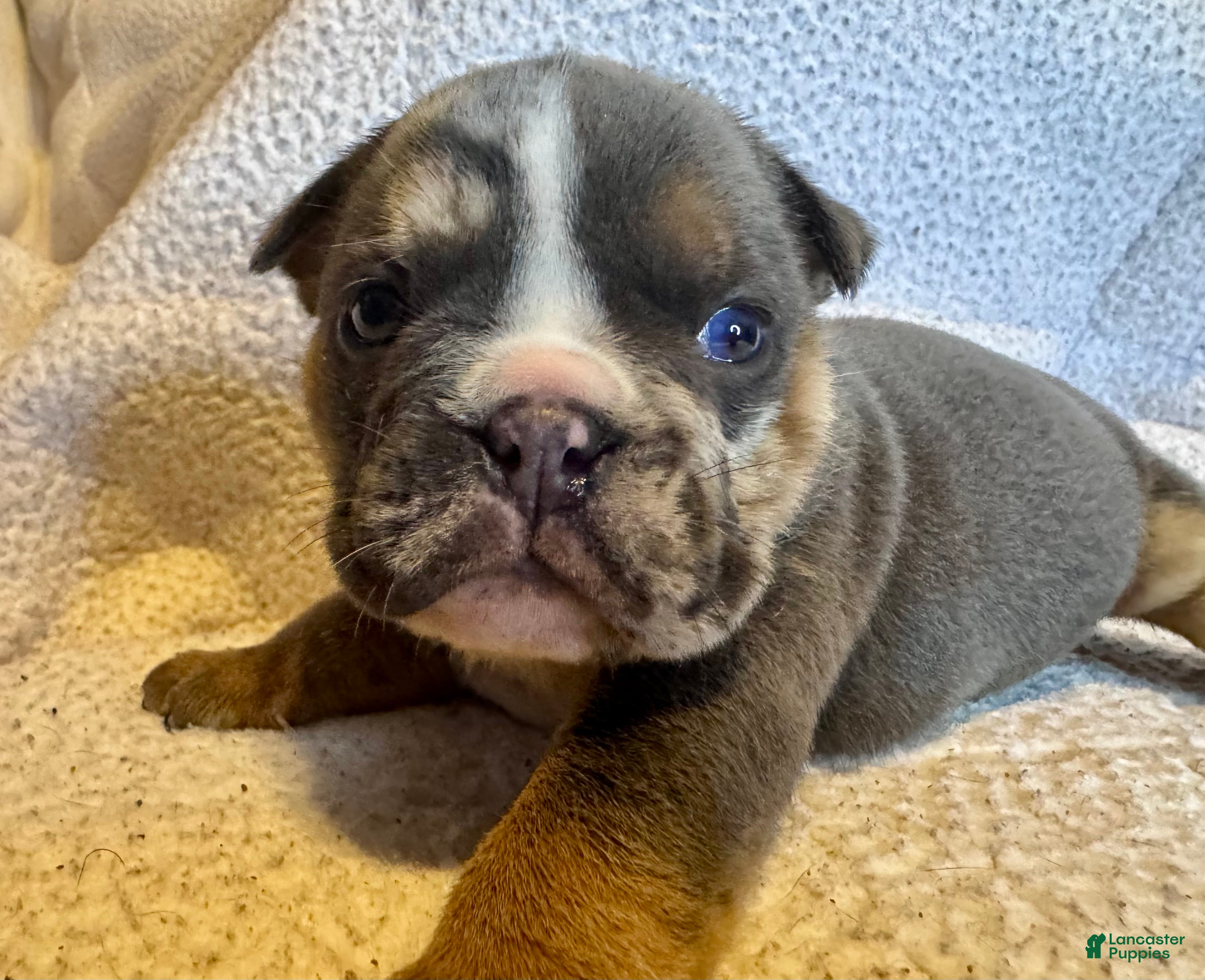 English Bulldog dogs Armani - Ad 31