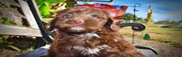 Havapoo dogs for sale: Precious - Ad 6