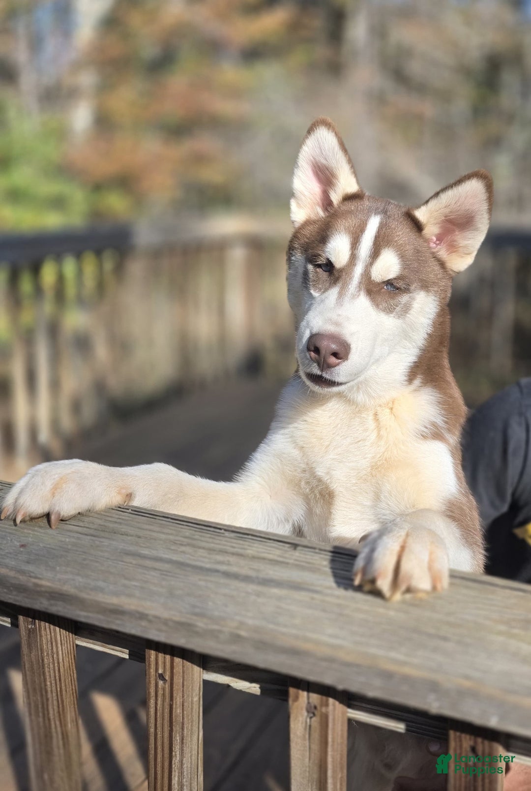 Siberian Husky dogs for sale: General - Ad 4