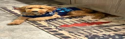 Mini Goldendoodle dogs for sale: Sweet Pea - Ad 3